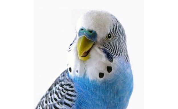 191_oiseau bleu625X384